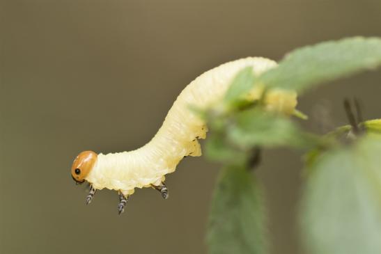 Larve der Gemeinen Kiefernbuschhornblattwespe  bei'm  Wendemanöver       Diprion pini       ( Sachsen - Anhalt  September  2020 )