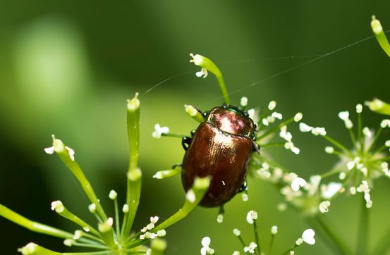Geglätteter Blattkäfer Chrysolina polita         ( Baden - Württemberg  Juni 2024 )