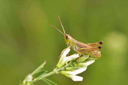 (  Brandenburg  Juli  2025  )