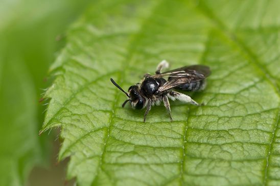 noch unbestimmt   eventuell  eine Sandbiene aus der Andrena minutula Gruppe      ( Baden - Württemberg, Juni 2024 )