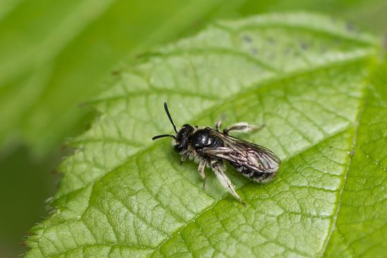 noch unbestimmt   eventuell  eine Sandbiene aus der Andrena minutula Gruppe      ( Baden - Württemberg, Juni 2024 )