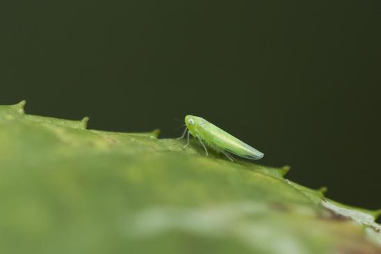 Grüne Rebzikade       Empoasca vitis       ( Sachsen - Anhalt September 2020 )