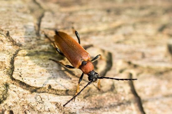 Rothalsbock     Stictoleptura rubra     weiblich     ( Sachsen-Anhalt August  2025 )