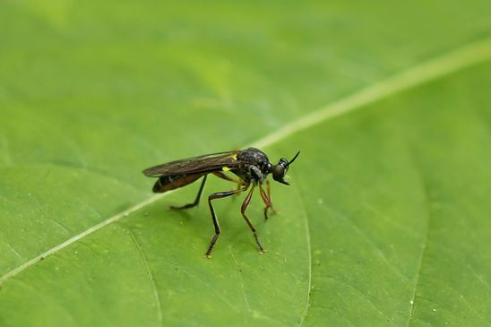 Habichtsfliege    noch unbestimmt             ( Baden - Würtemberg Juni 2024 )