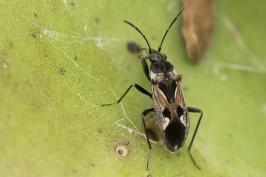 Gemeine Bodenwanze       Rhyparochromus vulgaris       ( Sachsen - Anhalt  September  2020 )