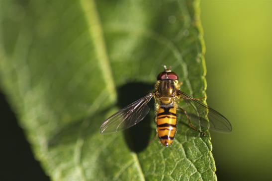 Hain-Schwebfliege     Episyrphus balteatus   männlich   ( Thüringen September 2019 )