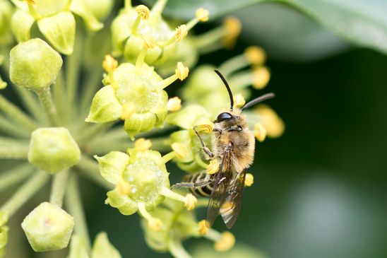 Efeu - Seidenbiene        Colletes hederae          ( Brandenburg September 2025 )