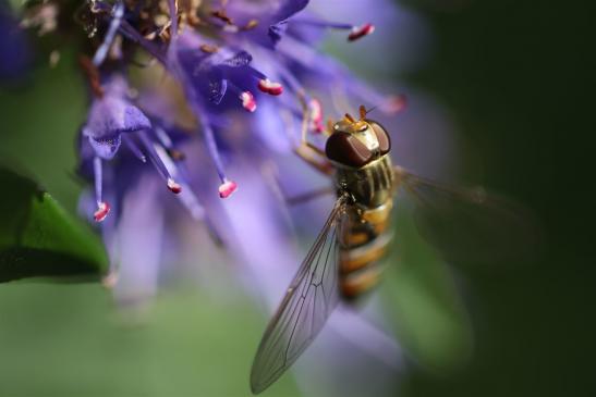 Hain-Schwebfliege     Episyrphus balteatus      weiblich    ( Thüringen September 2019 )