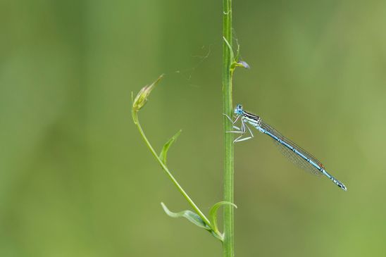 Blaue Federlibelle       Platycnemis pennipes         ( Baden - Württemberg Juni 2024 )
