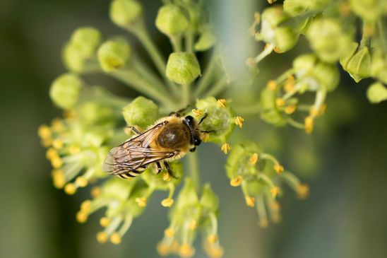 Efeu - Seidenbiene        Colletes hederae          ( Brandenburg September 2025 )