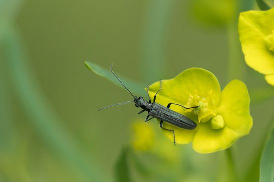 Graugrüner Schenkelkäfer         Oedemera virescens            ( Baden Württemberg Juni 2024 )