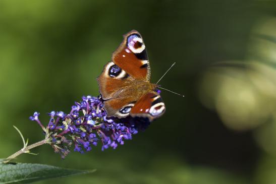 Tagpfauenauge     Aglais io      ( Thüringen  September 2019 )