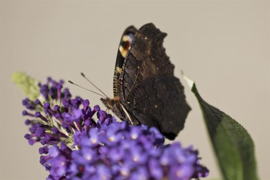  Tagpfauenauge     Aglais io      ( Thüringen  September 2019 )