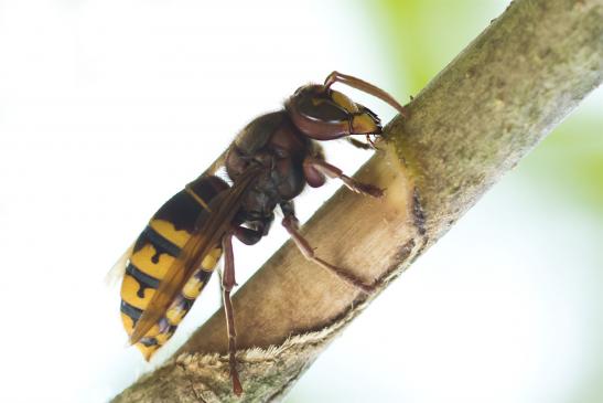 Hornisse       Vespa crabro       ( Sachsen - Anhalt  September  2020 )