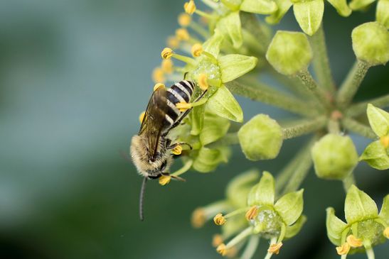Efeu - Seidenbiene        Colletes hederae          ( Brandenburg September 2025 )