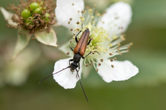 Kleiner Schmalbock        männlich        Stenurella melanura        ( Baden - Württemberg Juni 2024 )