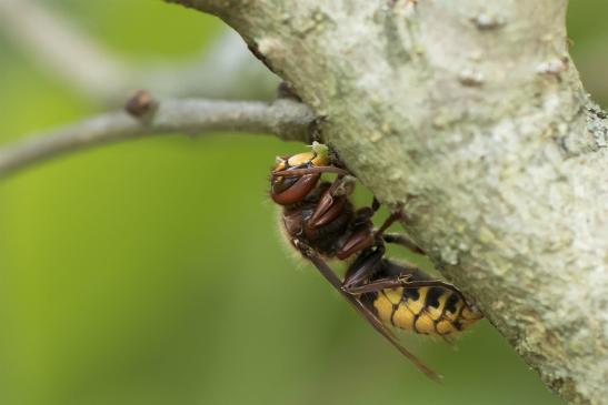 Hornisse       Vespa crabro       ( Sachsen - Anhalt  September  2020 )