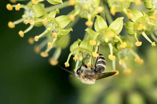 Efeu - Seidenbiene        Colletes hederae          ( Brandenburg September 2025 )
