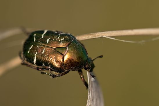 Kupfer-Rosenkäfer     Protaetia cuprea     ( Sachsen-Anhalt Mai 2023 )