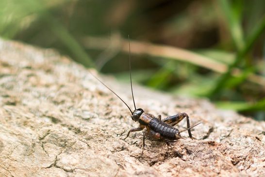 Waldgrille        Nemobius sylvestris         Nymphe         ( Baden - Württemberg Juni 2024 )