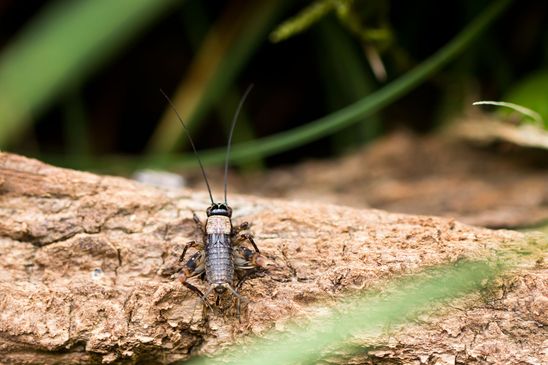 Waldgrille        Nemobius sylvestris         Nymphe         ( Baden - Württemberg Juni 2024 )