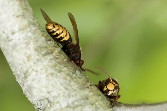 Hornisse       Vespa crabro       ( Sachsen - Anhalt  September  2020 )