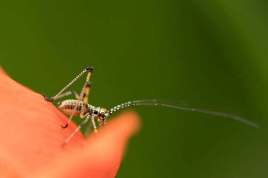 Gemeine Sichelschrecke      1. Nymphenstadium        Phaneroptera falcata         ( Baden - Württemberg Juni 2024 )