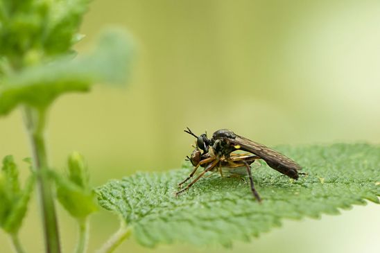 Habichtsfliege    noch unbestimmt             ( Baden - Würtemberg Juni 2024 )