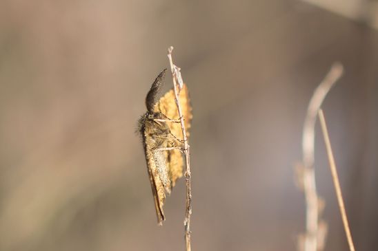 Heidespanner         Ematurga atomaria          ( Sachsen-Anhalt April 2026 )  