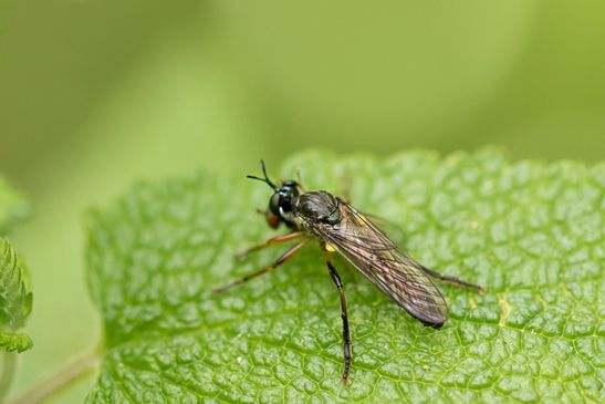 Habichtsfliege    noch unbestimmt             ( Baden - Würtemberg Juni 2024 )