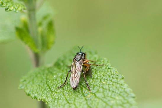 Habichtsfliege    noch unbestimmt             ( Baden - Würtemberg Juni 2024 )