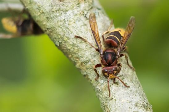 Hornisse       Vespa crabro       ( Sachsen - Anhalt  September  2020 )