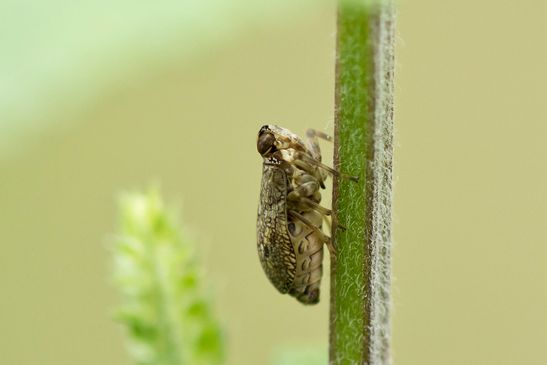 Echte Käferzikade       Issus coleoptratus                 ( Baden - Württemberg Juni 2024 )