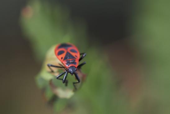 Feuerwanze     Pyrrhocoris apterus     ( Brandenburg September 2019 )     