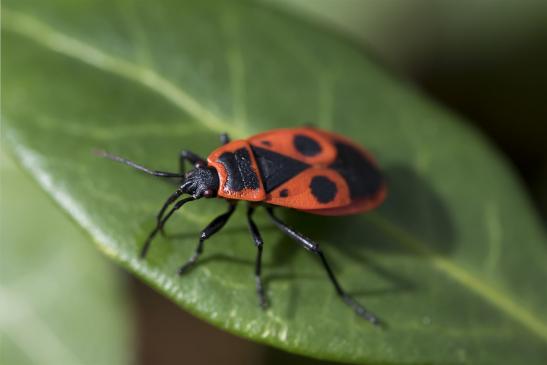 Feuerwanze     Pyrrhocoris apterus     ( Brandenburg September 2019  )  