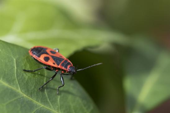 Feuerwanze     Pyrrhocoris apterus     ( Brandenburg September 2019  )  