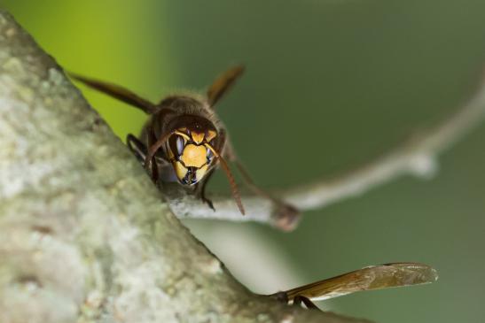 Hornisse       Vespa crabro       ( Sachsen - Anhalt  September  2020 )