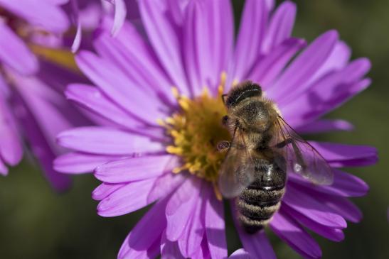 Honigbiene     Apis mellifera carnica     ( Brandenburg September 2019 )   