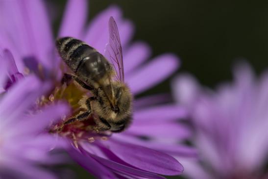 Honigbiene     Apis mellifera carnica     ( Brandenburg September 2019 )   