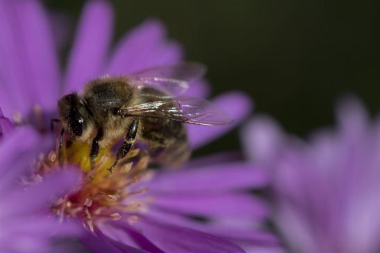 Honigbiene     Apis mellifera carnica    ( Brandenburg September 2019 )   