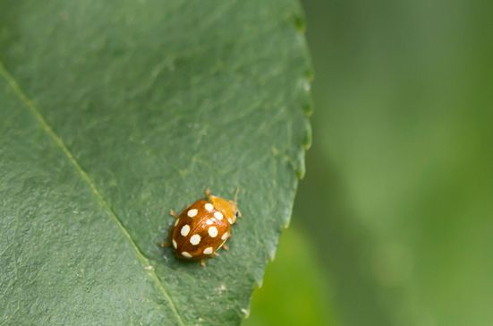 Zwölffleckiger Pilz - Marienkäfer         Vibidia duodecimguttata           ( Baden - Württemberg Juni 2024 )