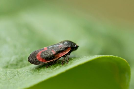 Kiefernblutzikade        Haematoloma dorsatum        ( Baden - Württemberg Juni 2024 )