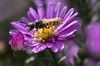 Bienenwolf Philanthus triangulum