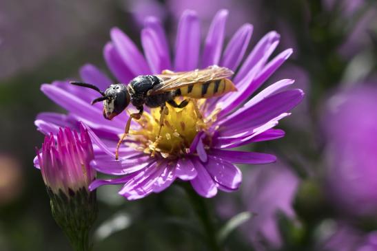 Bienenwolf        Philanthus triangulum        ( Brandenburg September 2019 )