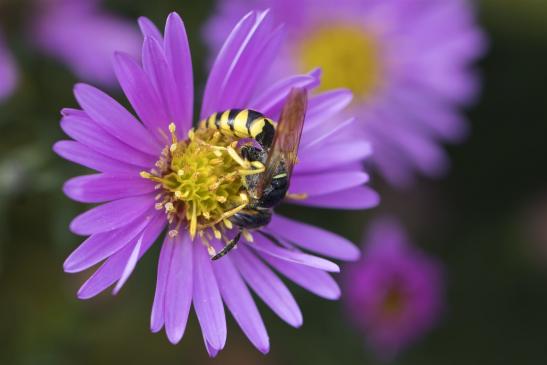 Bienenwolf        Philanthus triangulum        ( Brandenburg September 2019 )