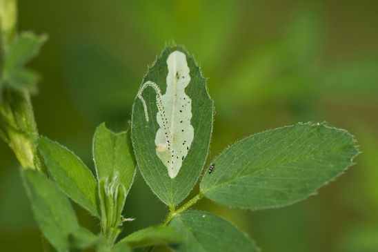Fraßgang einer Minierfliege         welche ist noch nicht bestimmt         ( Sachsen - Anhalt Mai 2023 ) 