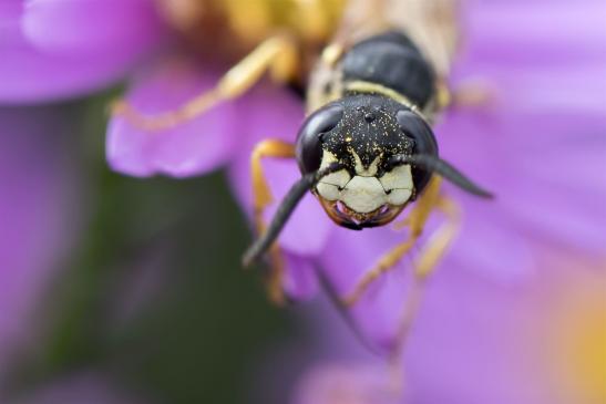 Bienenwolf        Philanthus triangulum        ( Brandenburg September 2019 )