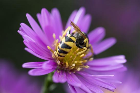 Bienenwolf        Philanthus triangulum        ( Brandenburg September 2019 )