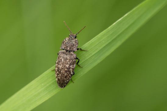 Mausgrauer Schnellkäfer   Agrypnus murinus           ( Sachsen - Anhalt Mai 2023 )      