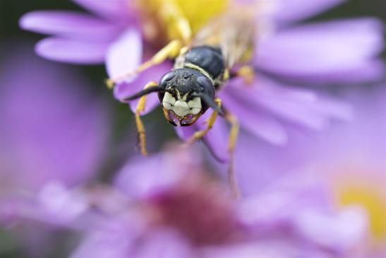 Bienenwolf        Philanthus triangulum        ( Brandenburg September 2019 )